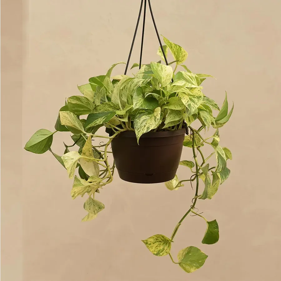 A beautiful hanging money plant, perfect for home decoration and symbolizing joy and prosperity.