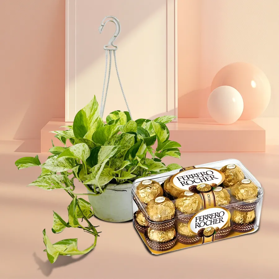 Hanging money plant with 16 Ferrero Rocher chocolates for a delightful gift.