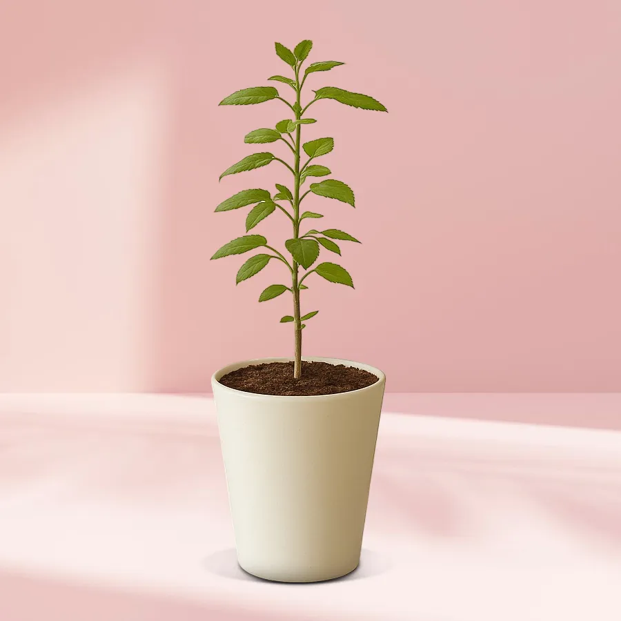 Holy Tulsi plant elegantly displayed in a glass pot, symbolizing love and tranquility.