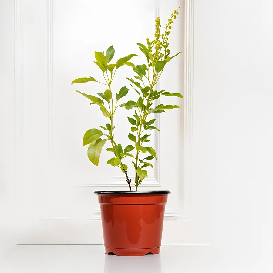 Charming Tulsi Plant in a stylish plastic pot, ideal for gifting.