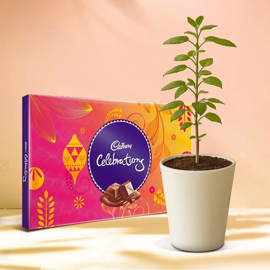 Evergreen Holy Tulsi Plant in glass pot with Cadbury Celebrations pack.