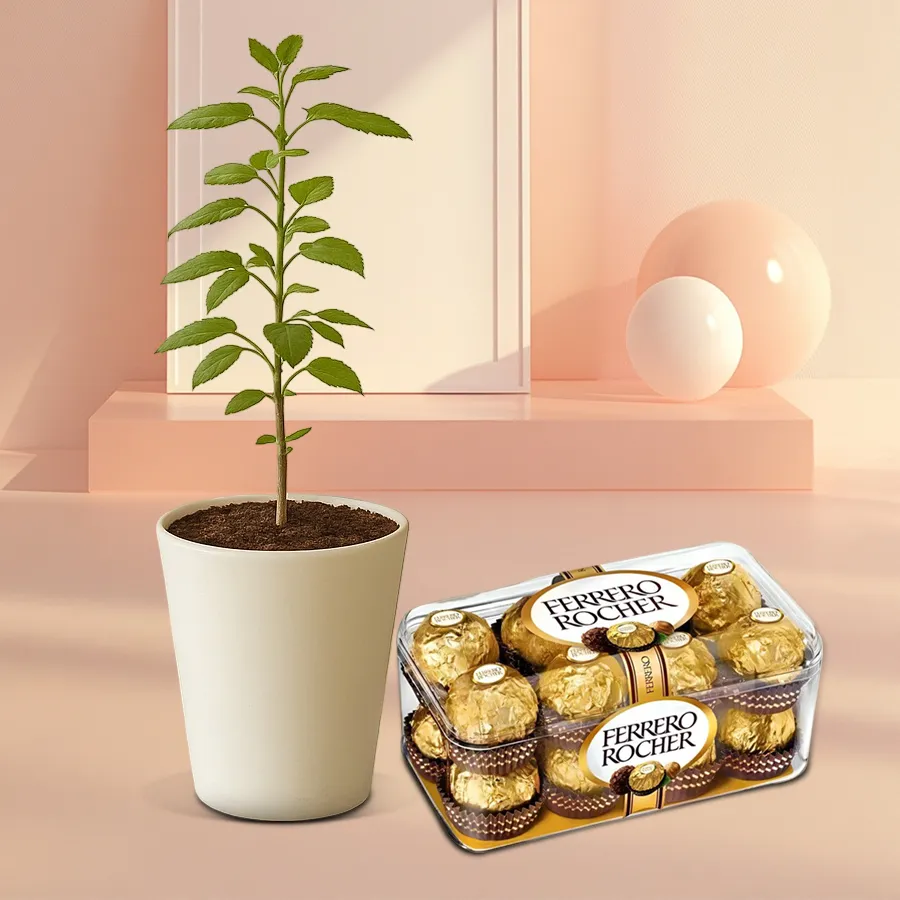 Splendid Indoor Tulsi Plant in a glass pot with Ferrero Rocher chocolates.