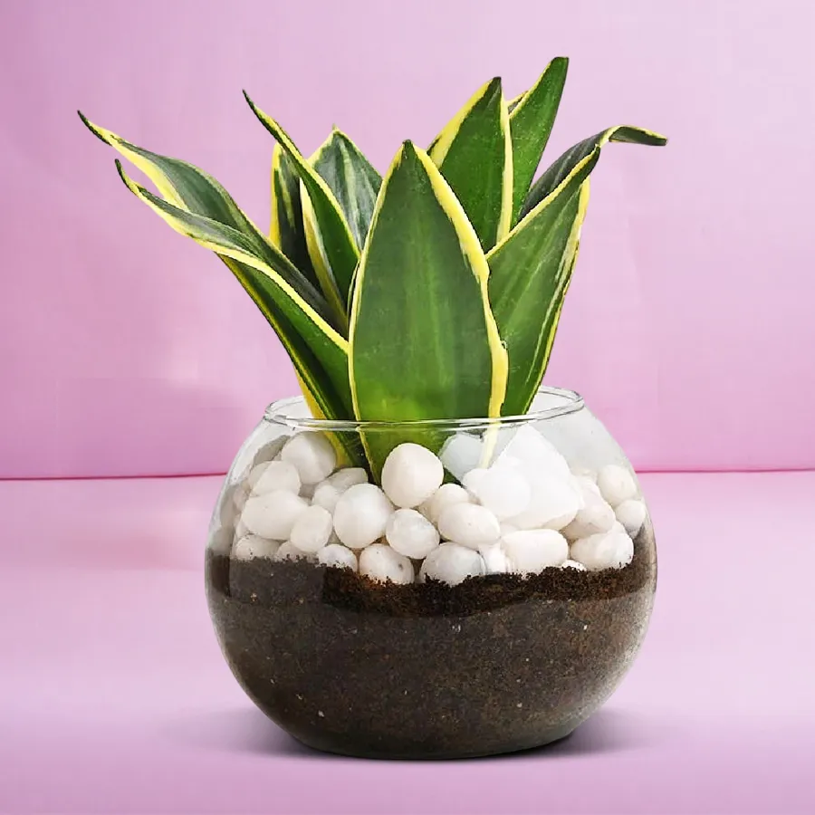 Exotic Milt Sansevieria Plant displayed in a stylish glass pot.