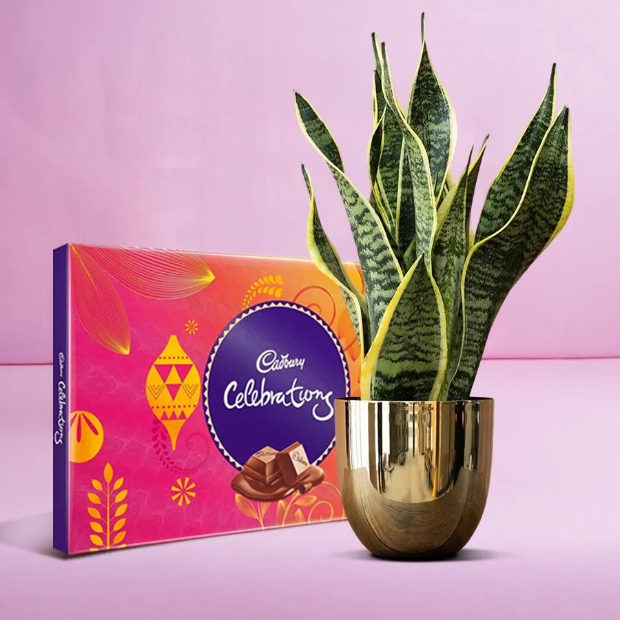 Cadbury Celebration Pack and Milt Sansevieria Plant in a pot.