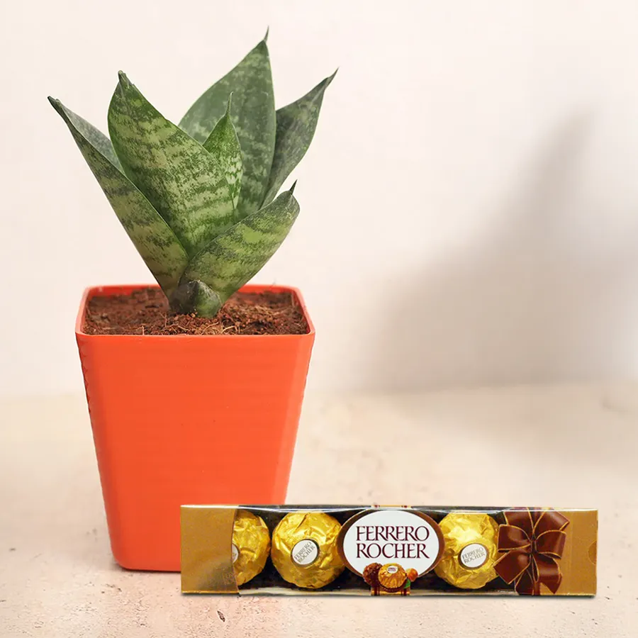 Fast-Growing Milt Sansevieria Plant in plastic pot with Ferrero Rocher chocolates.