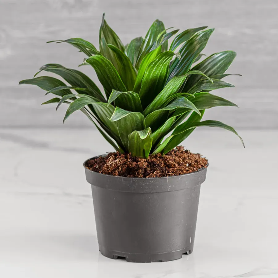 Lush Dracaena Compacta Plant in a charming plastic pot, perfect for gifting.