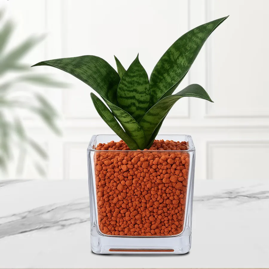 Ever-Blooming Dracaena Compacta Plant displayed in a stylish glass pot.