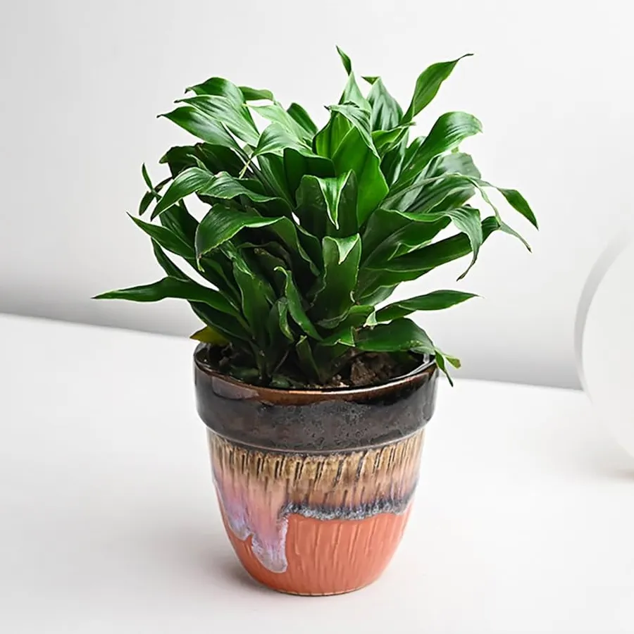 Dracaena Compacta air purifying plant in a stylish ceramic pot, symbolizing good luck and vibrant greenery.