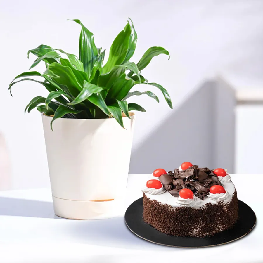 Delicious Black Forest Cake paired with Dracenea Compacta plant in a designer plastic pot, perfect for birthday celebrations.