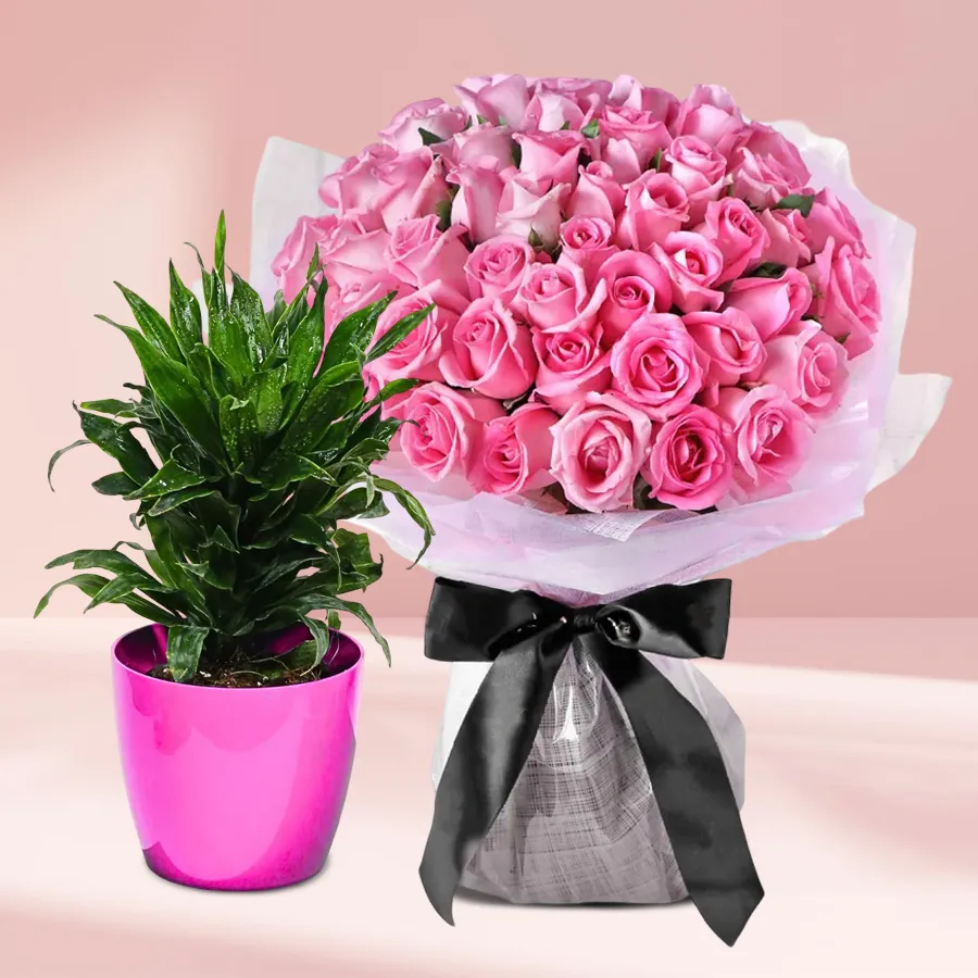 Dracaena Compacta plant in plastic pot with a bouquet of 12 pink roses.