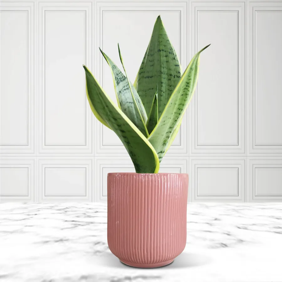 Classic Snake Plant in a stylish ceramic pot, ideal for housewarming gifts.