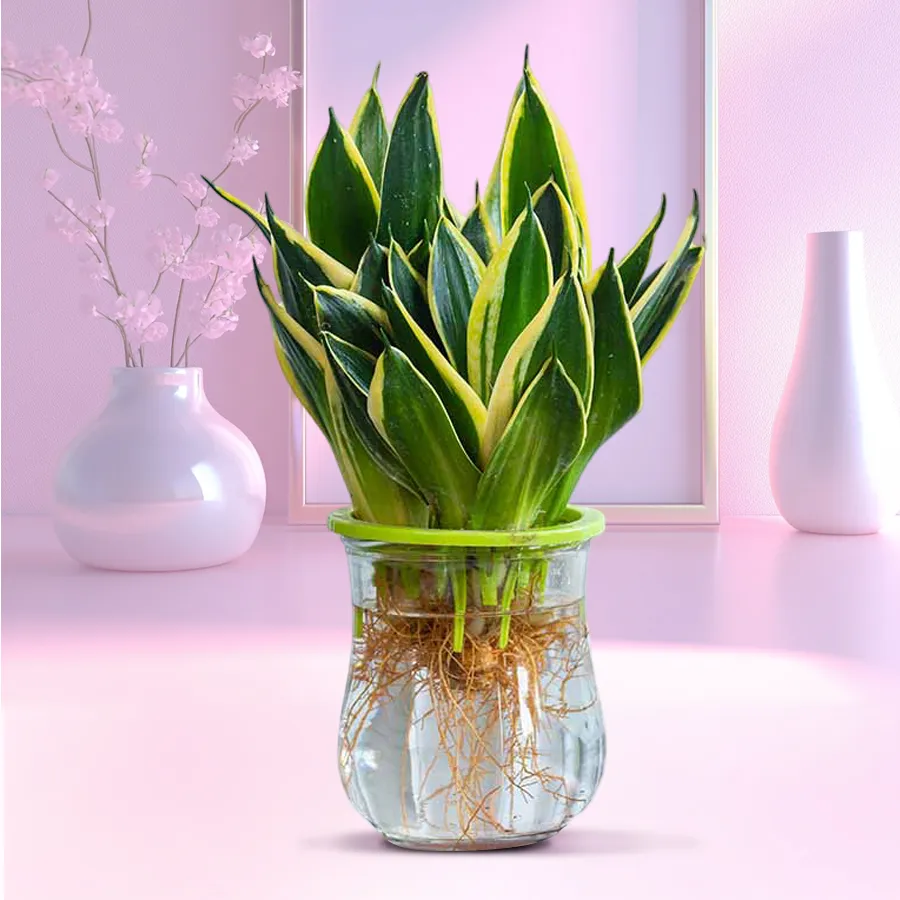 Cheerful Snake Plant in a clear glass pot, perfect for gifting.