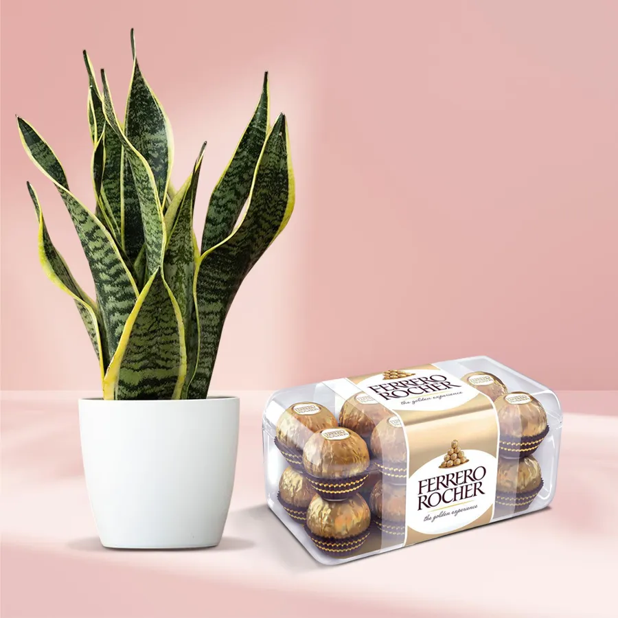 Serene snake plant in a plastic pot accompanied by a box of Rocher chocolates.