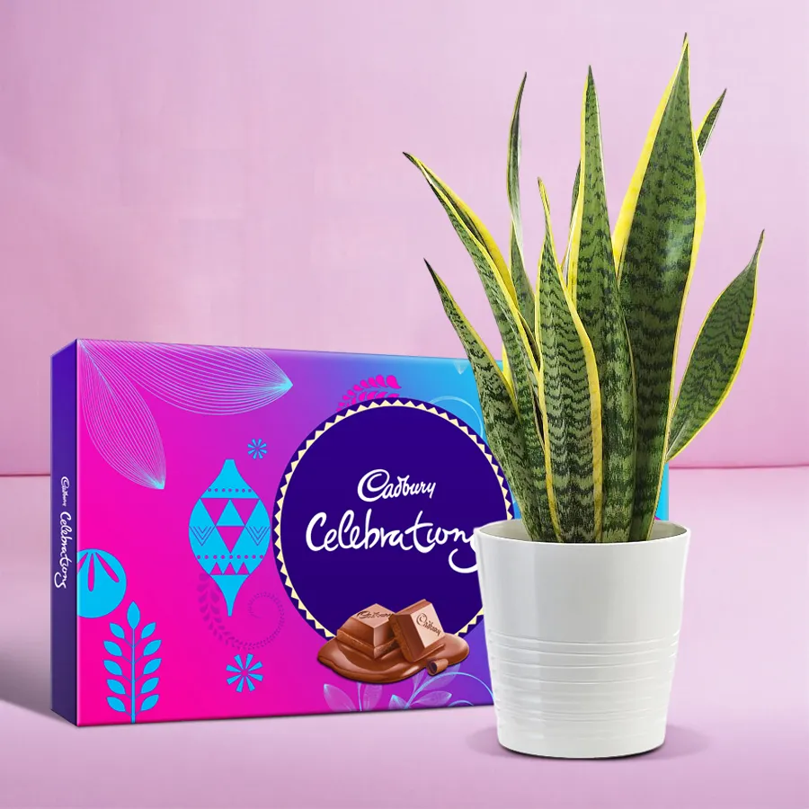 Serene Snake Plant in a plastic pot paired with a pack of Cadbury Celebrations chocolates.