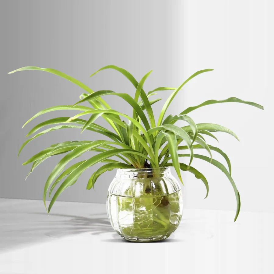 A Graceful Spider Plant in a clear glass planter, perfect for gifting and adding a touch of greenery.