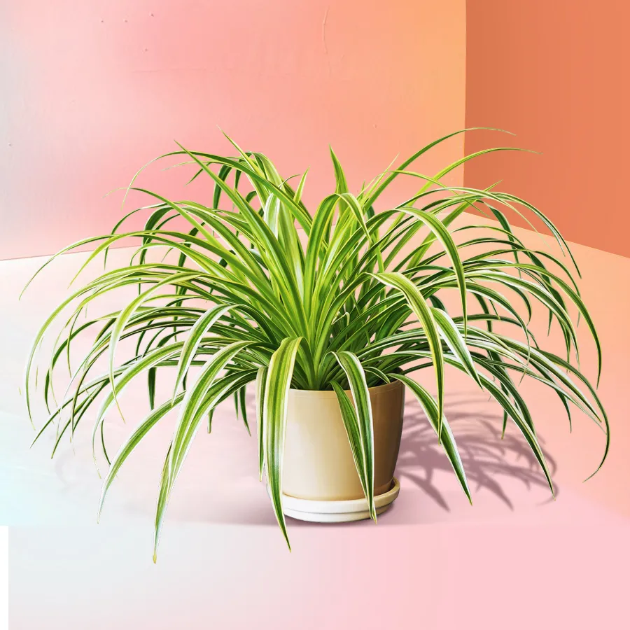 Beautiful Spider Plant in a colorful plastic pot, ideal for gifting and home décor.