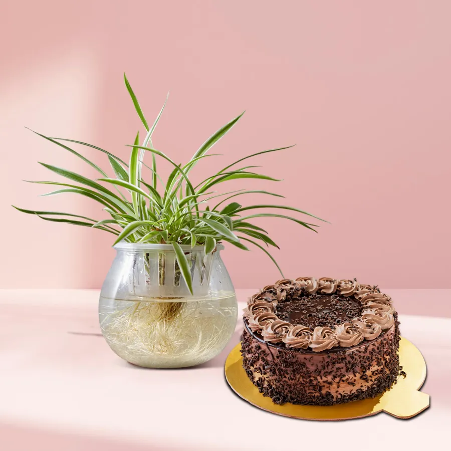 Evergreen Spider Plant in glass pot with a delicious 1lb chocolate cake.