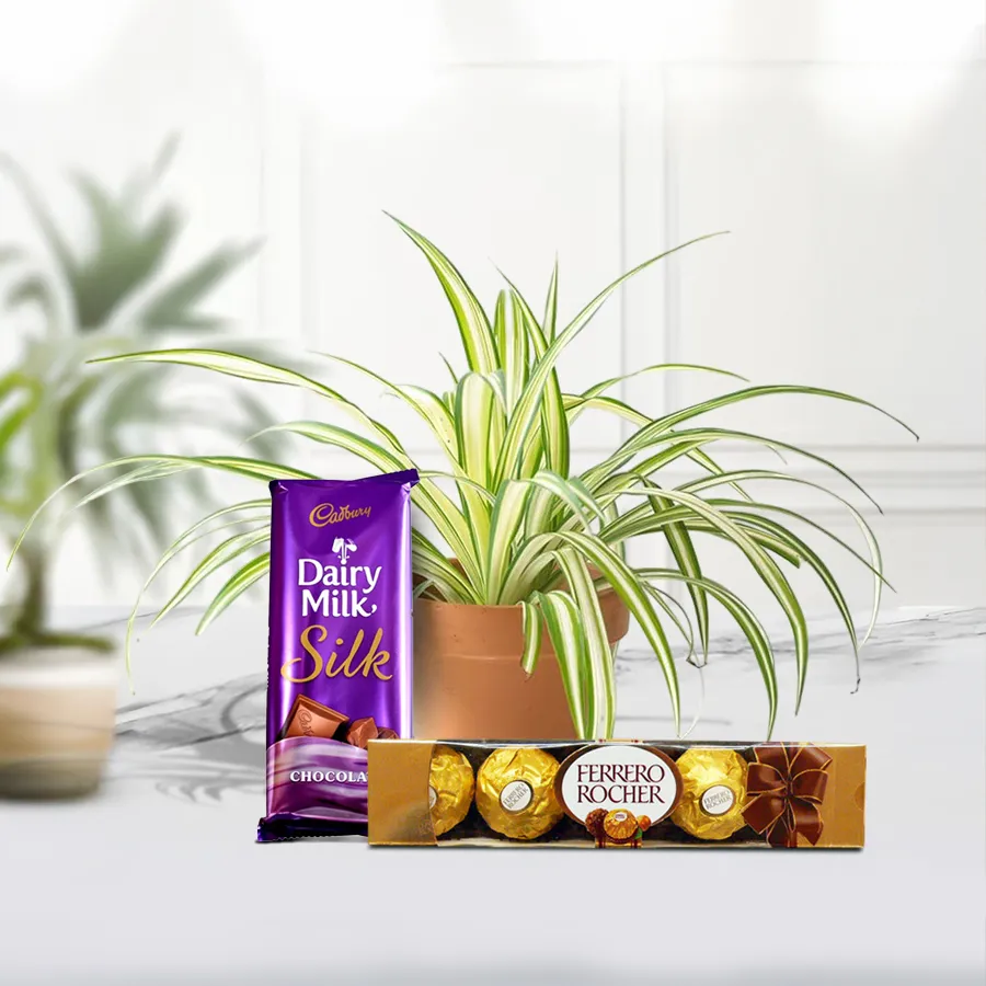 Beautiful Spider Plant in a plastic pot with Ferrero Rocher and Cadbury Dairy Milk Silk chocolates.