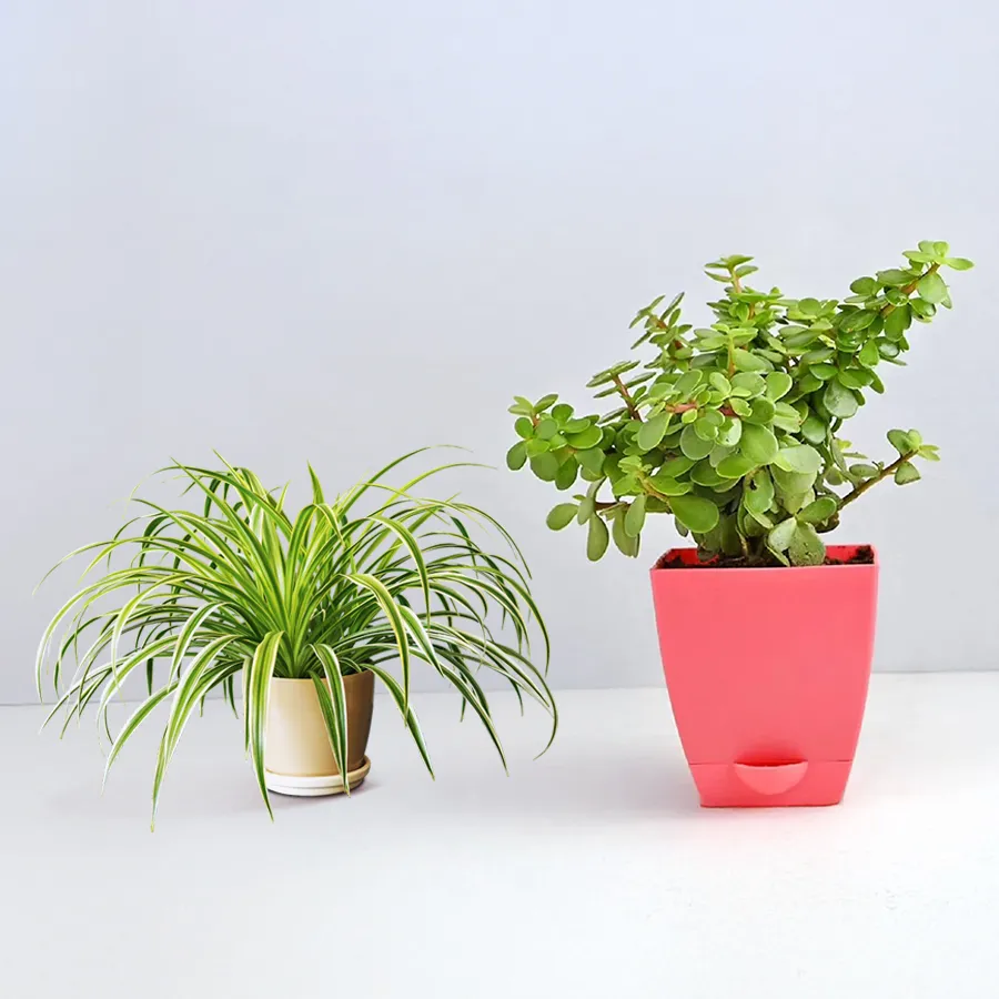 Vibrant Spider Plant and Jade Plant in stylish plastic pots, symbolizing resilience and good fortune.