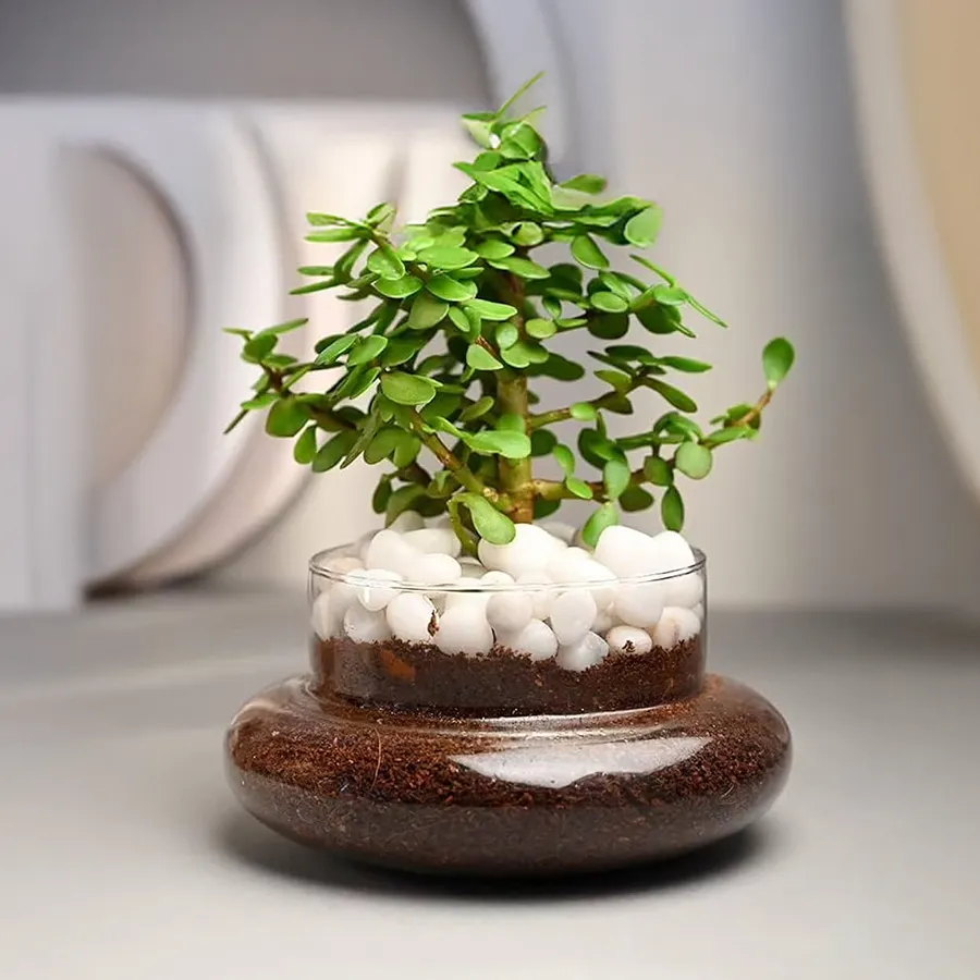 Elegant jade plant beautifully displayed in a glass pot.