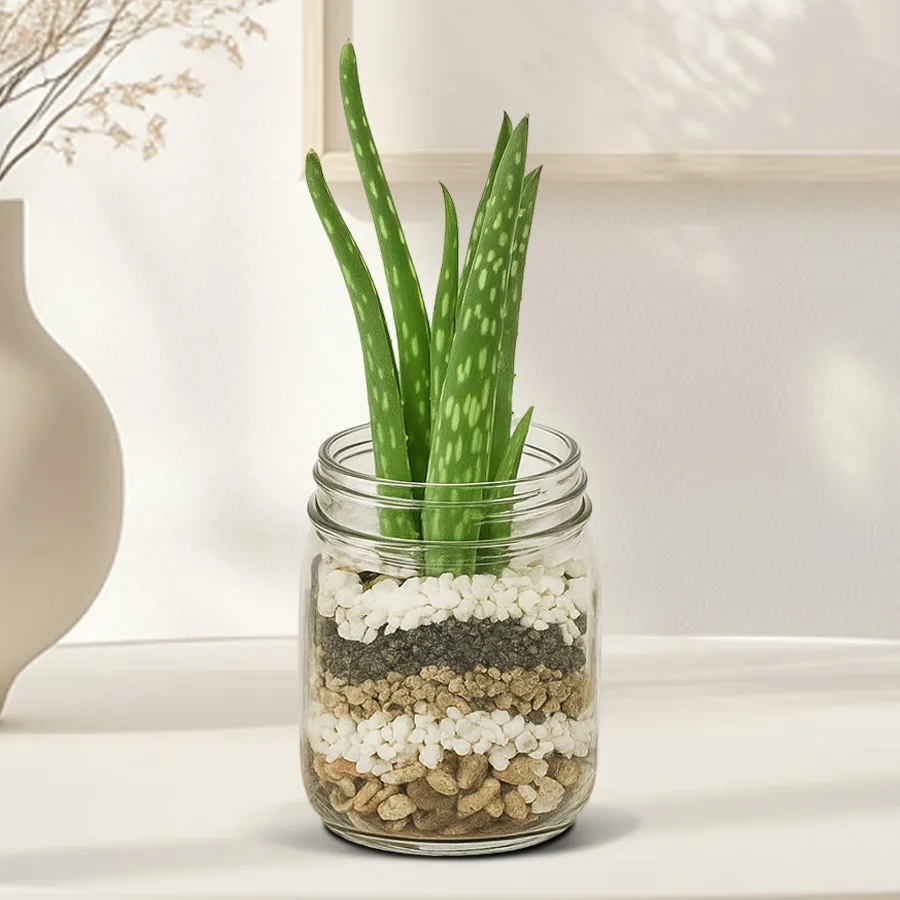 Good Fortune Aloe Vera Plant displayed in a glass vase, symbolizing joy and prosperity.