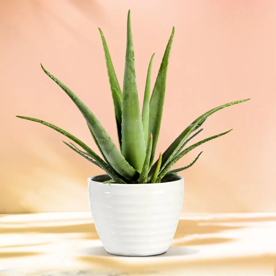Outdoor Aloe Vera Plant beautifully displayed in a ceramic container.