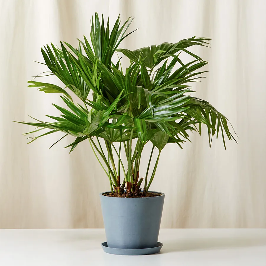 Eye-catching China Palm elegantly displayed in a ceramic pot.