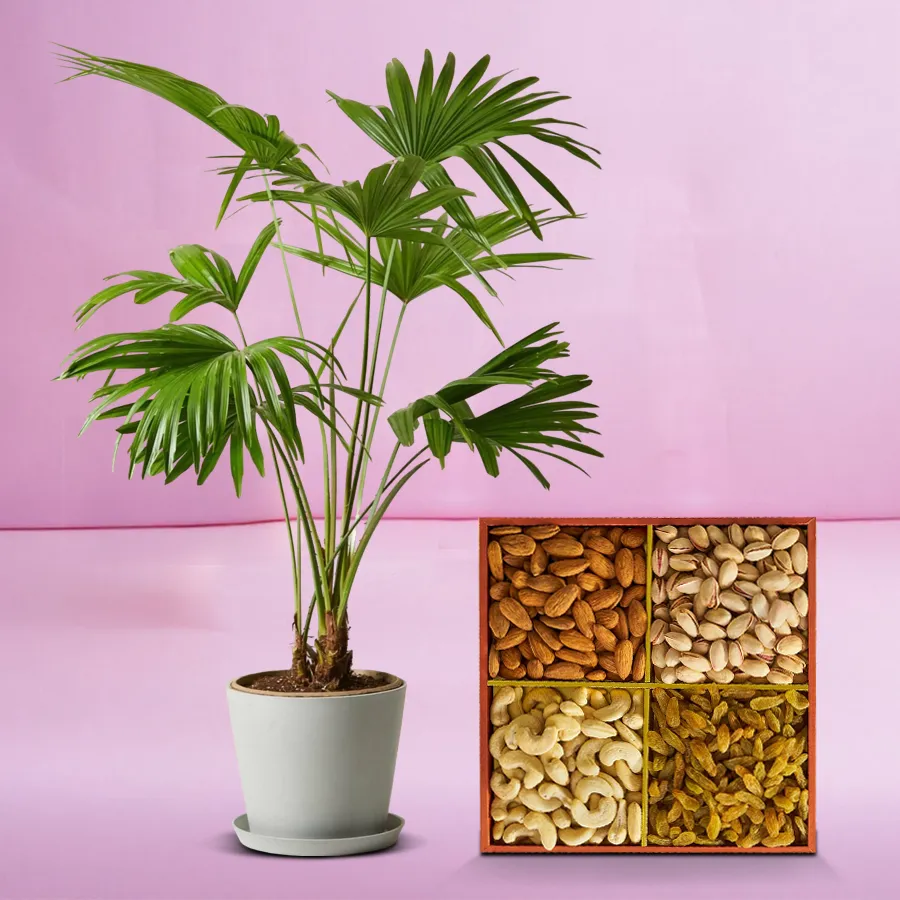 Lush China Palm in a pot accompanied by assorted dry fruits.