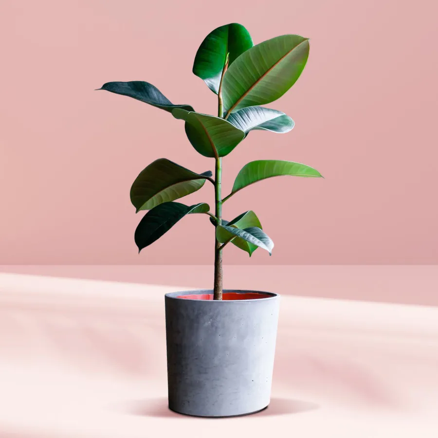 A charming Rubber Plant in a plastic pot with white chips, perfect for gifting.