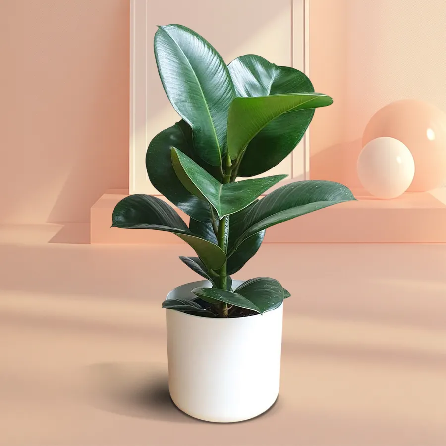 Elegant Rubber Plant gift arranged in a stylish plastic pot.