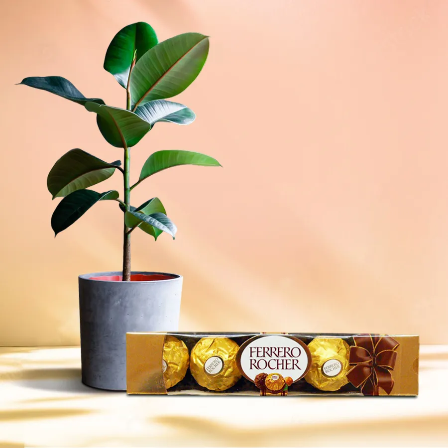 Exclusive Rubber Plant in plastic pot with Ferrero Rocher chocolates.