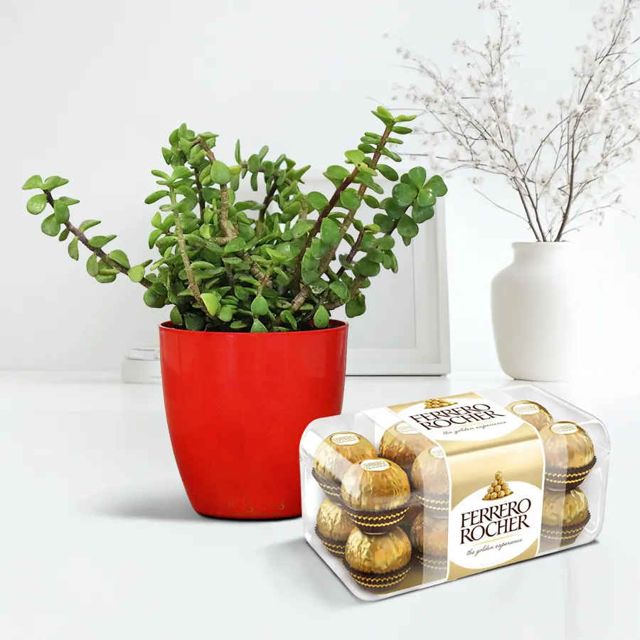 Ferrero Rocher chocolate box paired with a jade plant in a plastic pot, perfect for a birthday gift.
