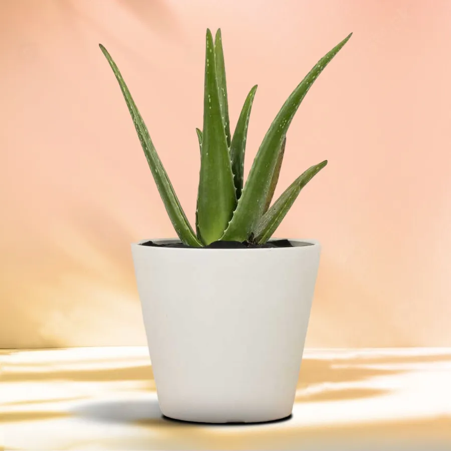 Everblooming Aloe Vera Plant in a stylish plastic pot, perfect for gifting.