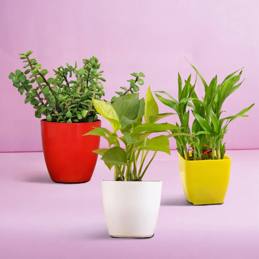 A charming gift set featuring a Jade Plant, Money Plant, and Lucky Bamboo Tree, perfect for bringing health, wealth, and luck indoors.