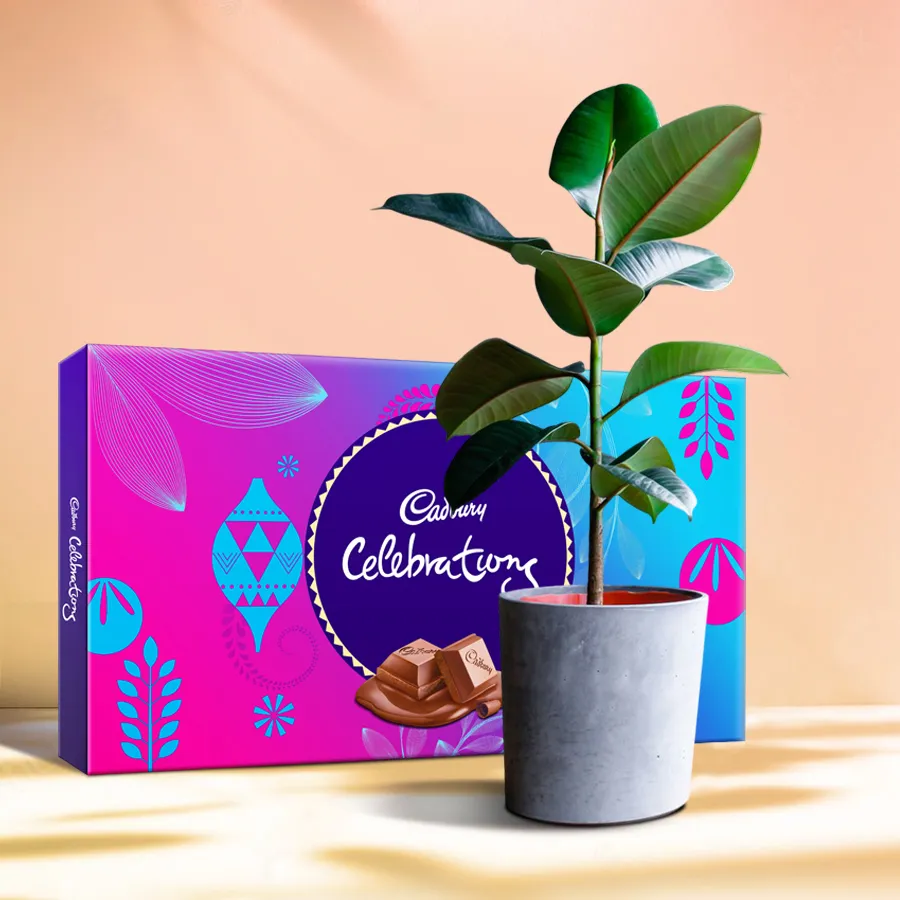 A Rubber Plant in a plastic pot alongside an assorted Cadbury Celebration Pack, creating a unique gift of greenery and sweetness.