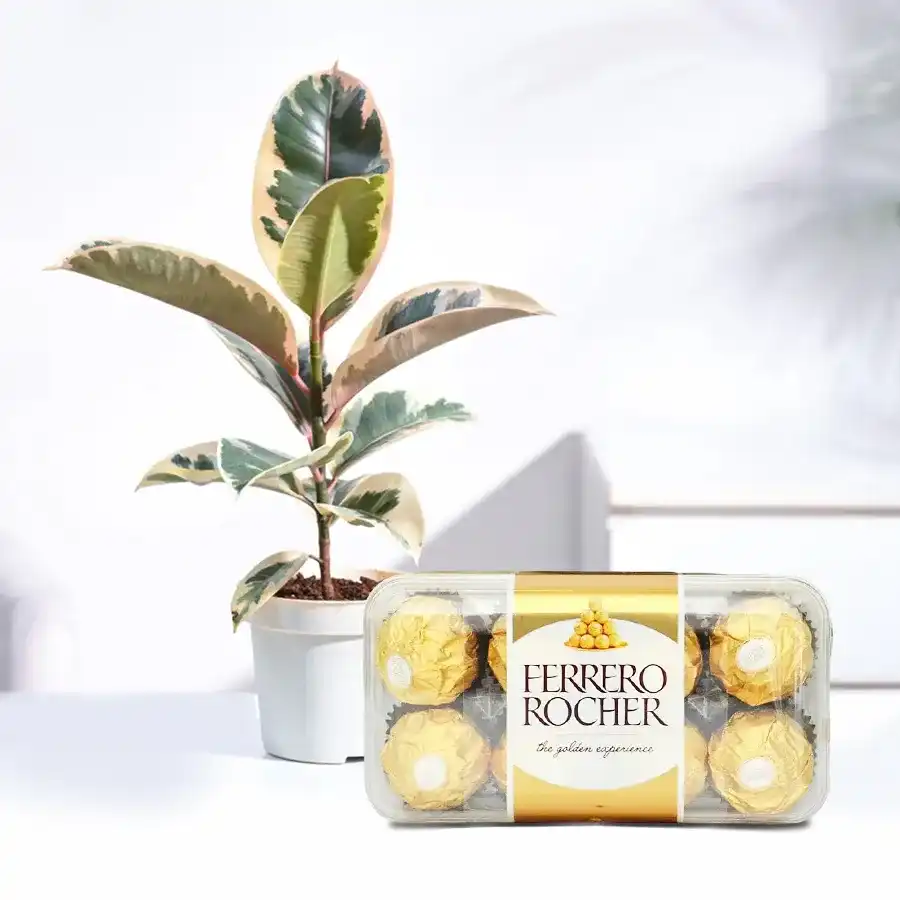 Premium air-purifying rubber plant in a plastic pot with a box of Ferrero Rocher chocolates.