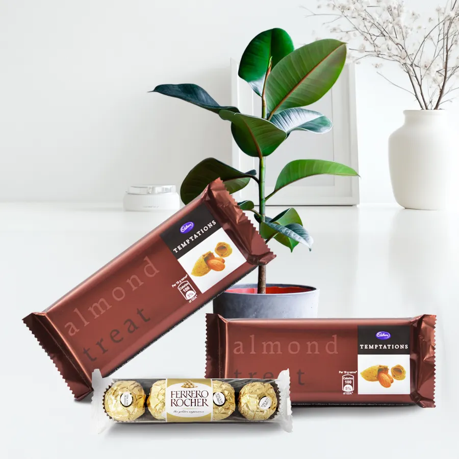 Good Luck Rubber Plant in a tub with chocolates gift pack.