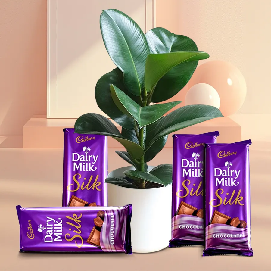 Decorative Indoor Rubber Plant in designer pot with Cadbury Dairy Milk Silk Chocolates.