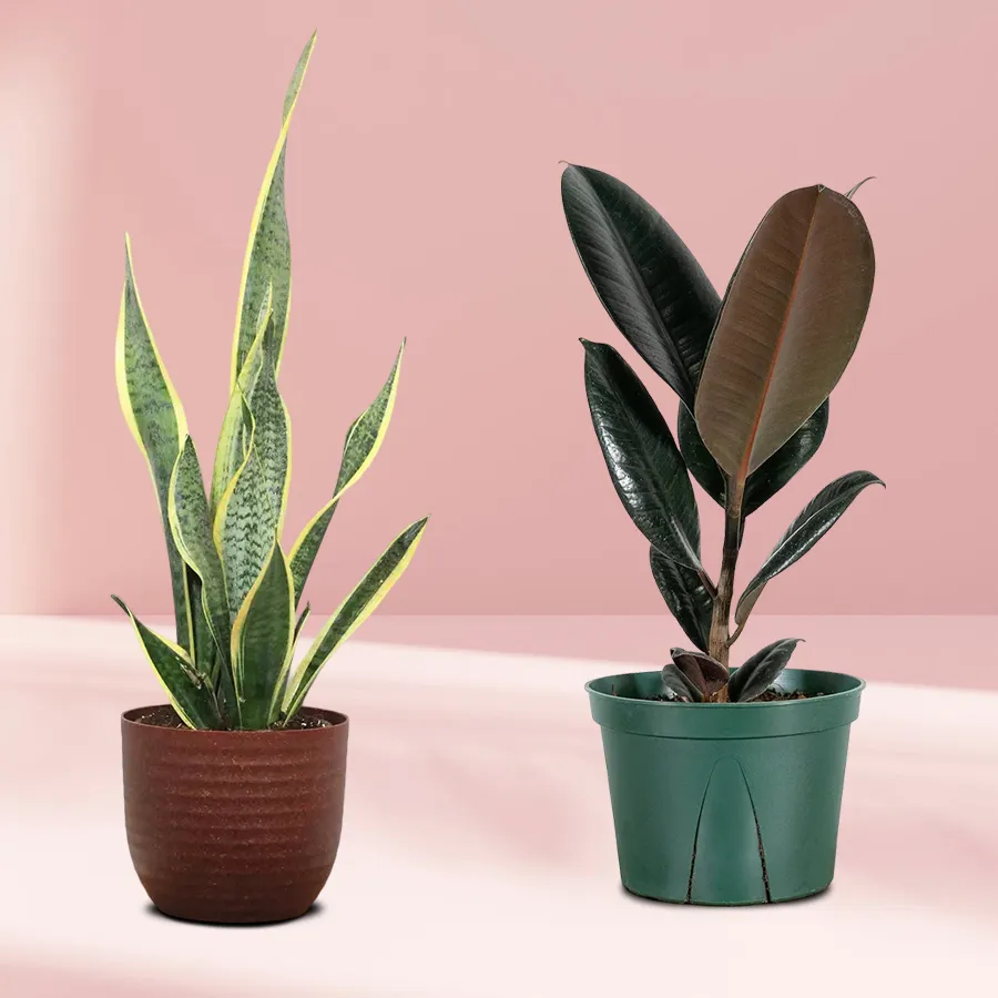 Lively Duo of Black Rubber Plant and Snake Plant in a plastic tub.