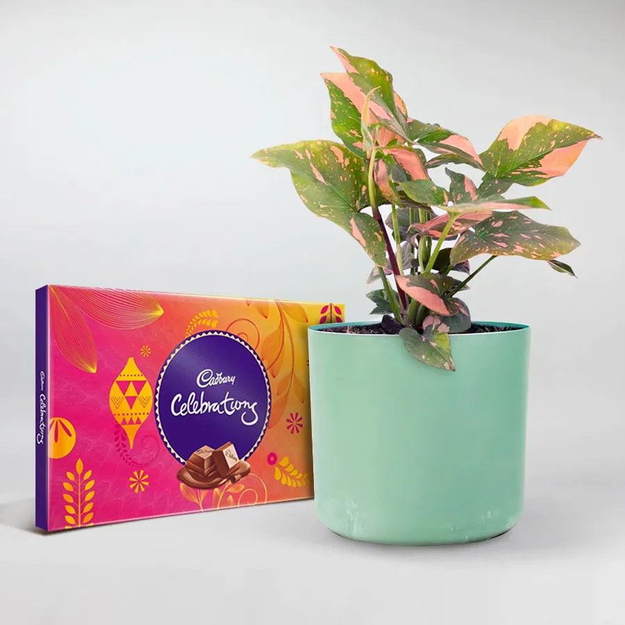 Syngonium indoor plant with chocolates in decorative planter.