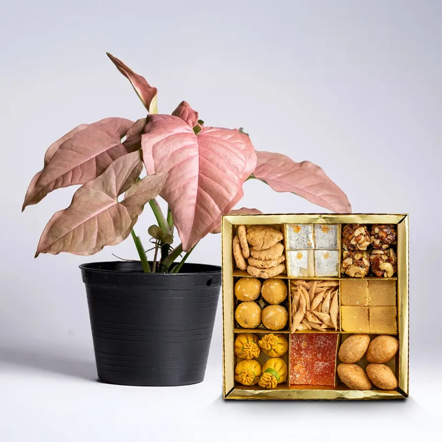 Decorative gift of an indoor Syngonium plant with assorted sweets in a plastic pot.