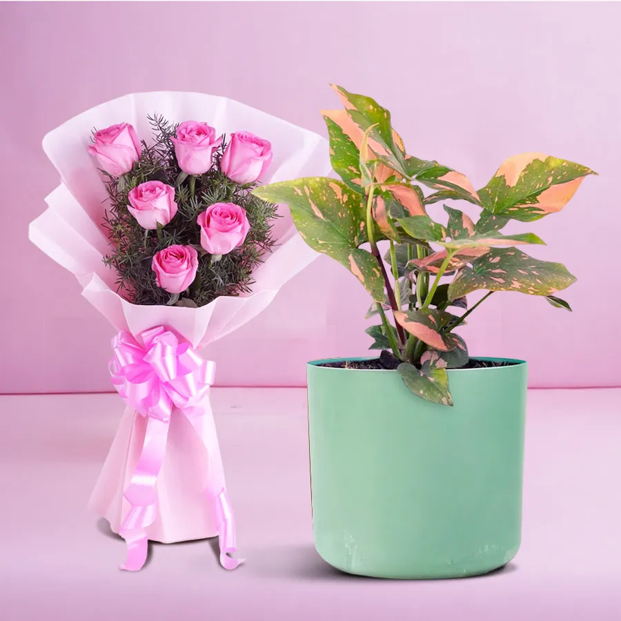 Evergreen Syngonium plant with 12 pink roses in tissue wrap, air-purifying indoor gift.
