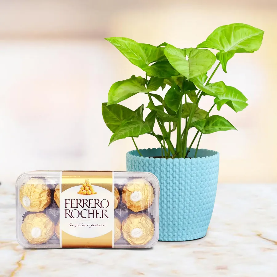 Festive gift pack featuring a potted Syngonium plant and 16 Ferrero Rocher chocolates in a decorative box.