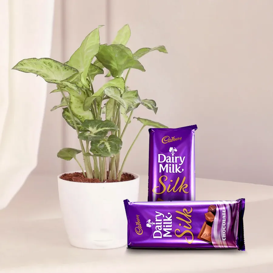 Heartfelt Syngonium plant in a pot with Cadbury Silk chocolates.