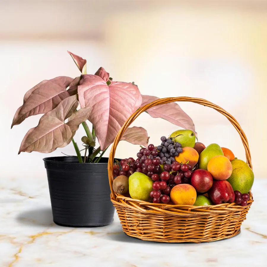 Garden Fresh Fruit Basket with Syngonium Air Purifying Plant in Decorative Pot