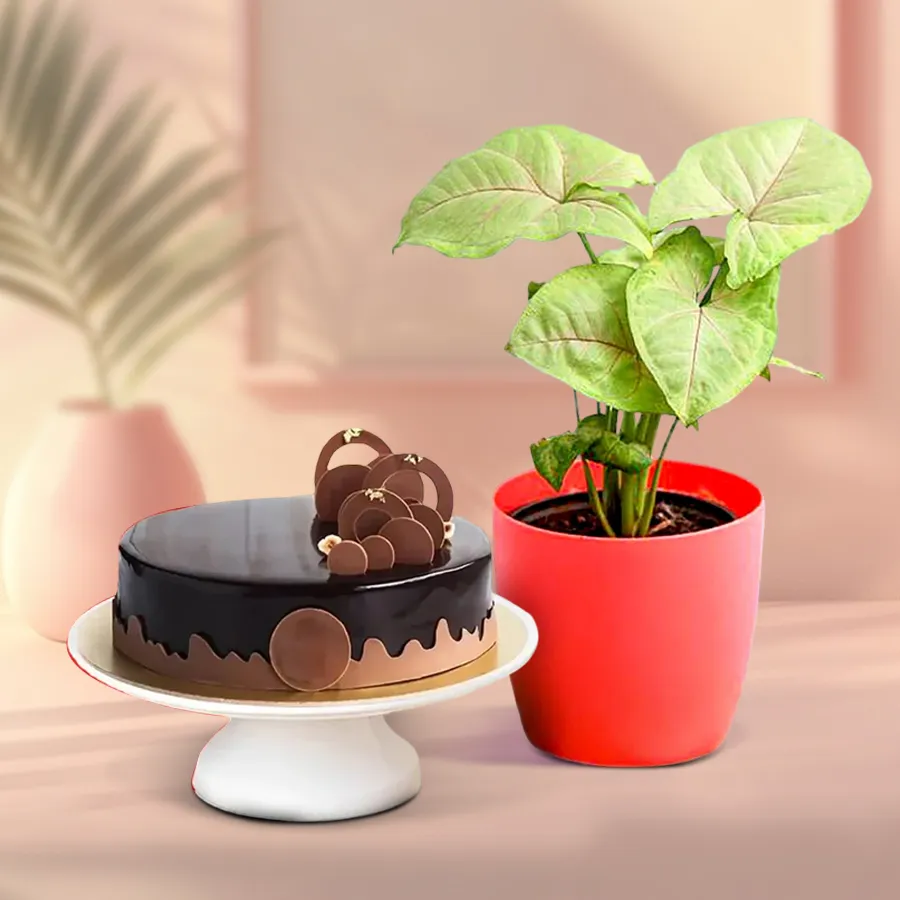 Good Luck Indoor Plant with Chocolate Cake gift set.