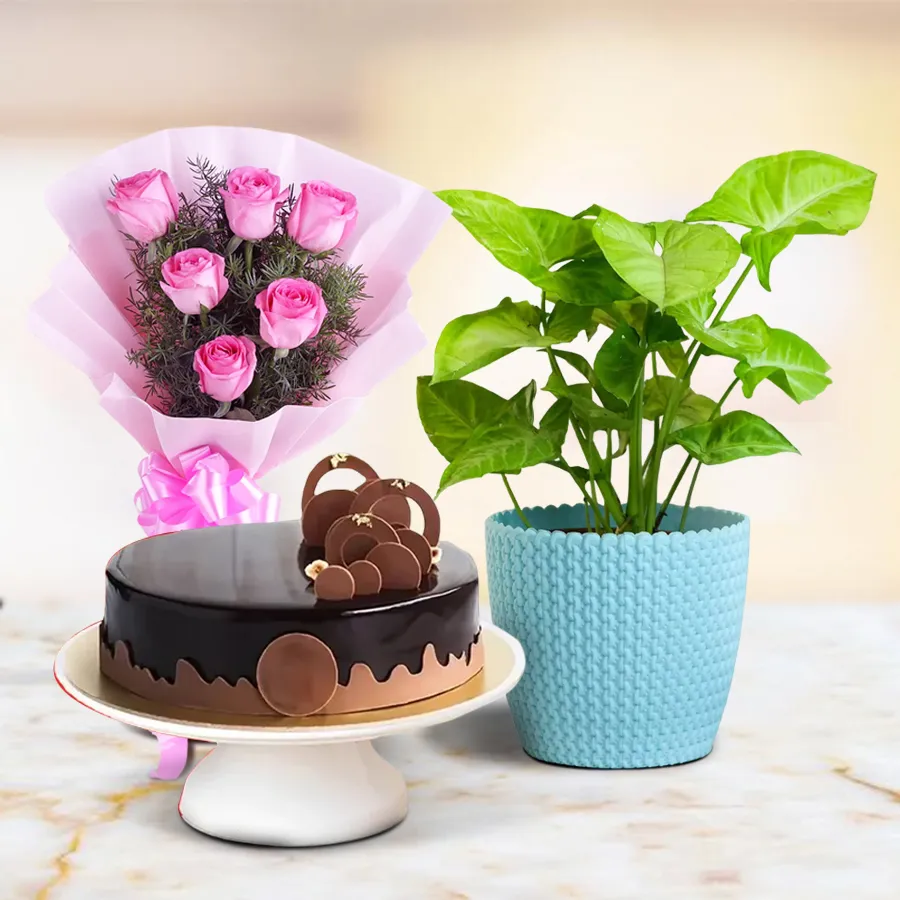 Joyful Syngonium Plant in pot with Chocolate Cake and Pink Roses bouquet.