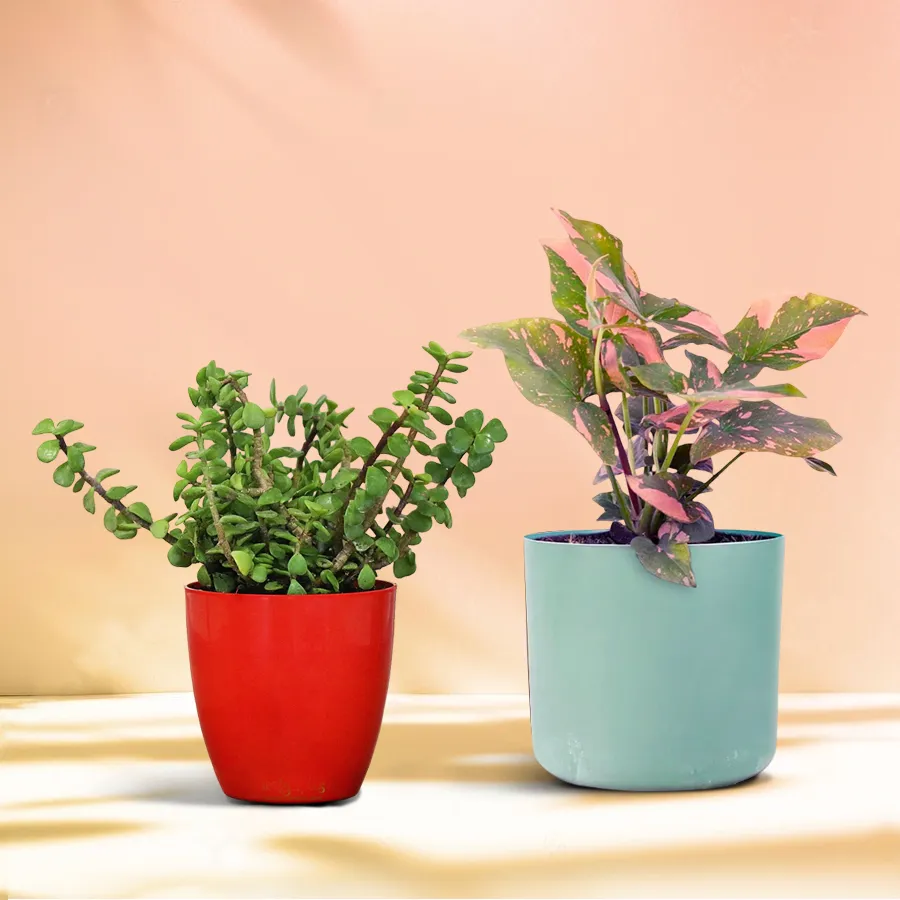 Jade and Syngonium indoor plants in a stylish pot, perfect gift for greenery lovers.