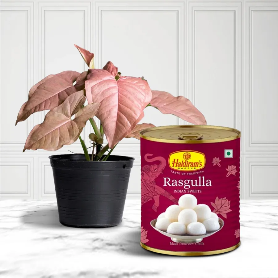 A Syngonium plant in a plastic pot paired with a 1 kg tin of Haldiram Rasgulla, creating a delightful gift combo.