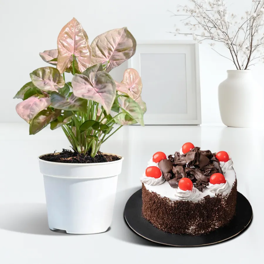 Exotic Syngonium plant in plastic pot with 1 Kg Black Forest Cake.